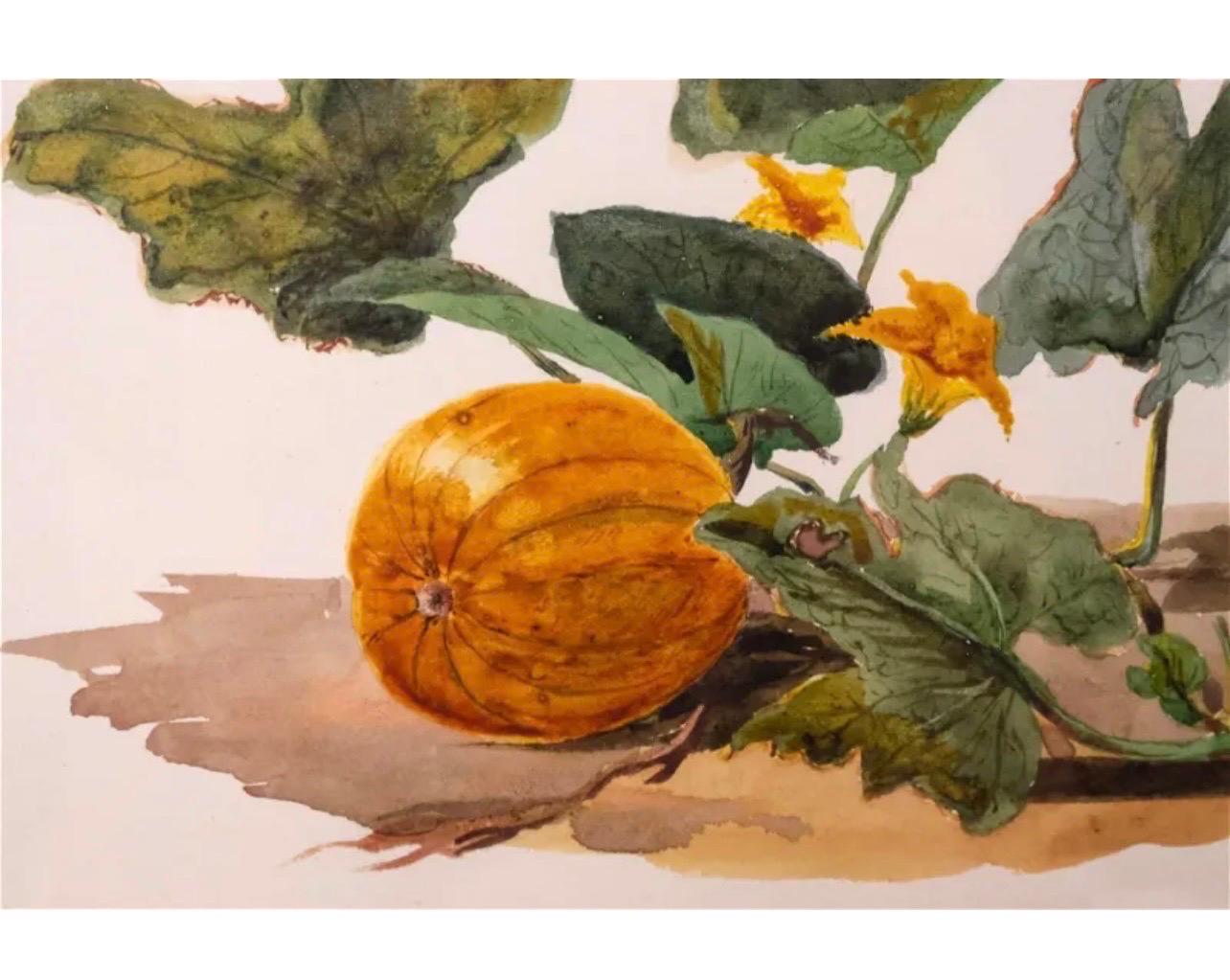 Vite di zucca Dipinto ad acquerello del 19° secolo dell'artista americano Charles DeWolf Brownell - Art Naturalismo di Charles De Wolf Brownell