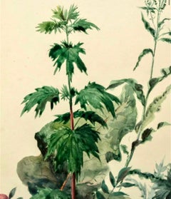Plantes, Bristol 1863 Peinture à l'aquarelle Artiste américain Charles DeWolf Brownell