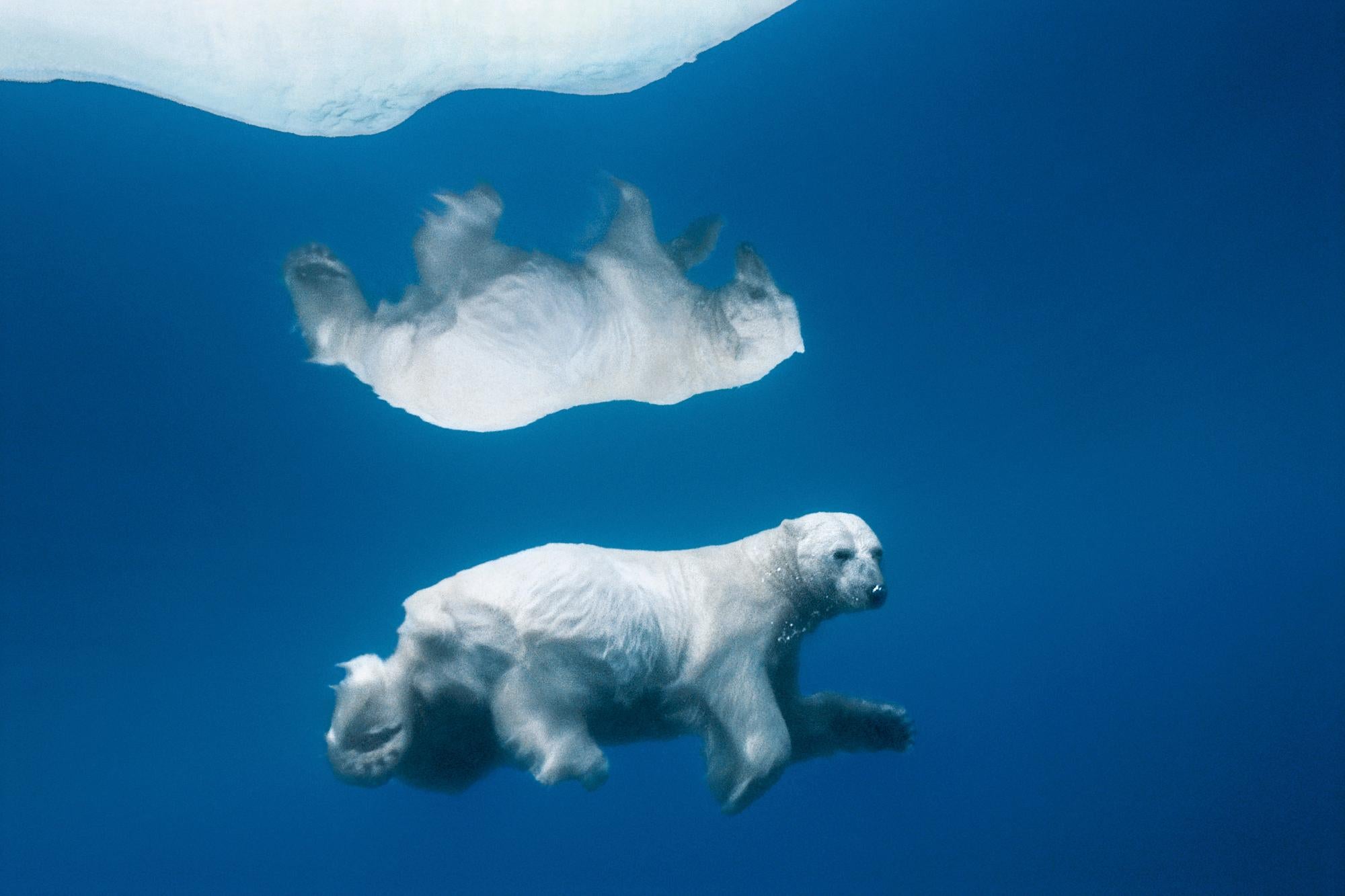 Paul Nicklen Color Photograph - Polar Reflection