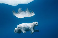 Polar Reflections, Canada by Paul Nicklen - Polar Bear