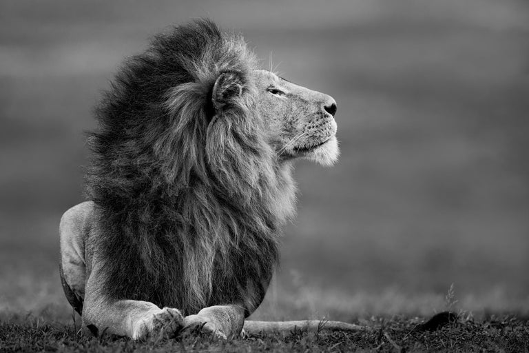 Paul Nicklen Black and White Photograph - Master of the Mara