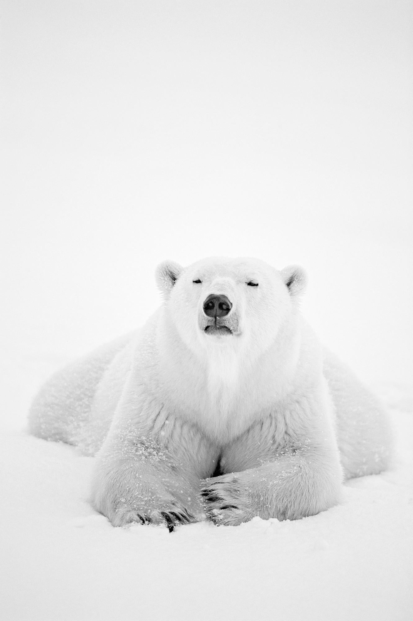 Paul Nicklen Black and White Photograph - Arctic Nomad