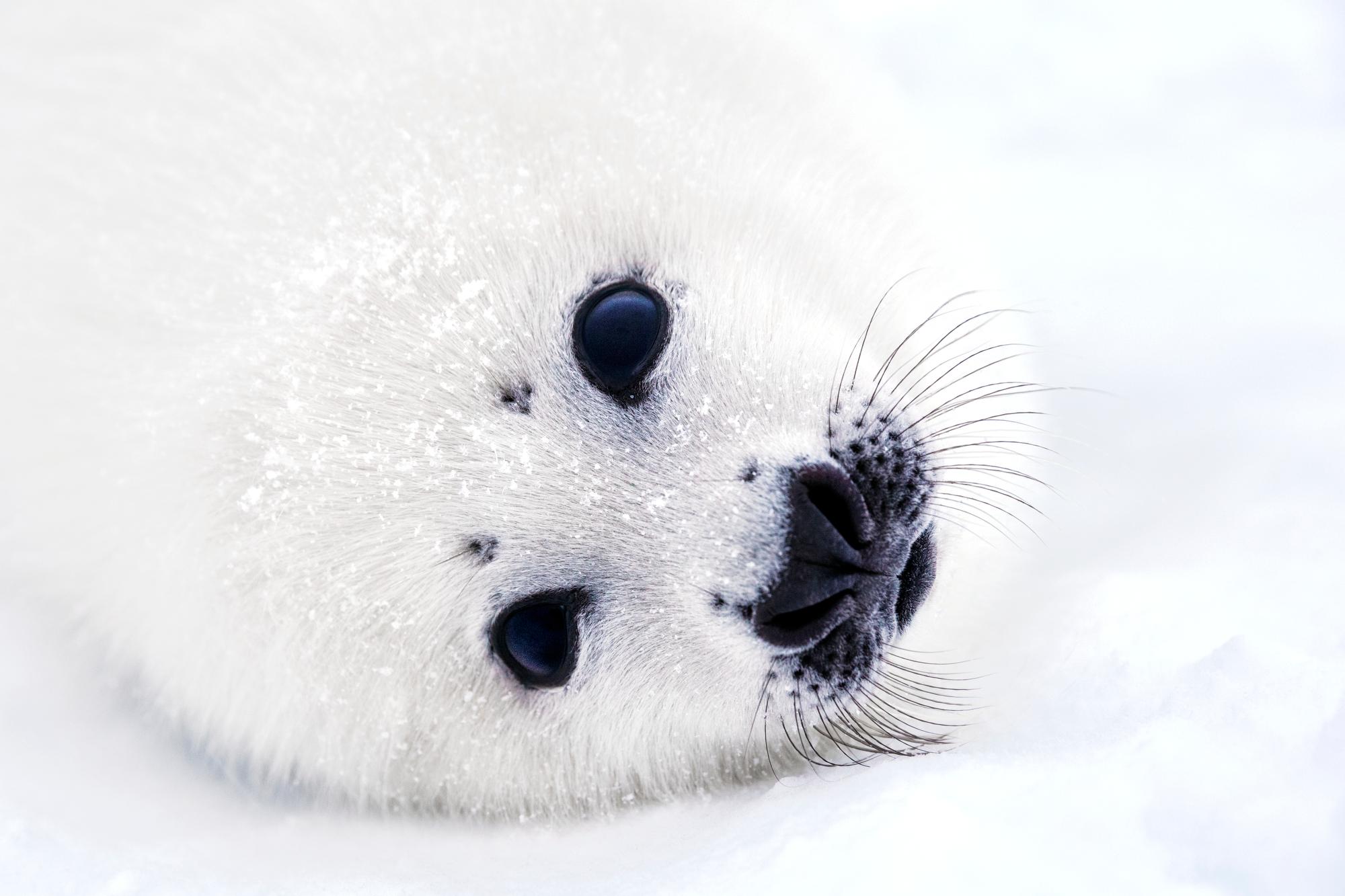 paul nicklen seal