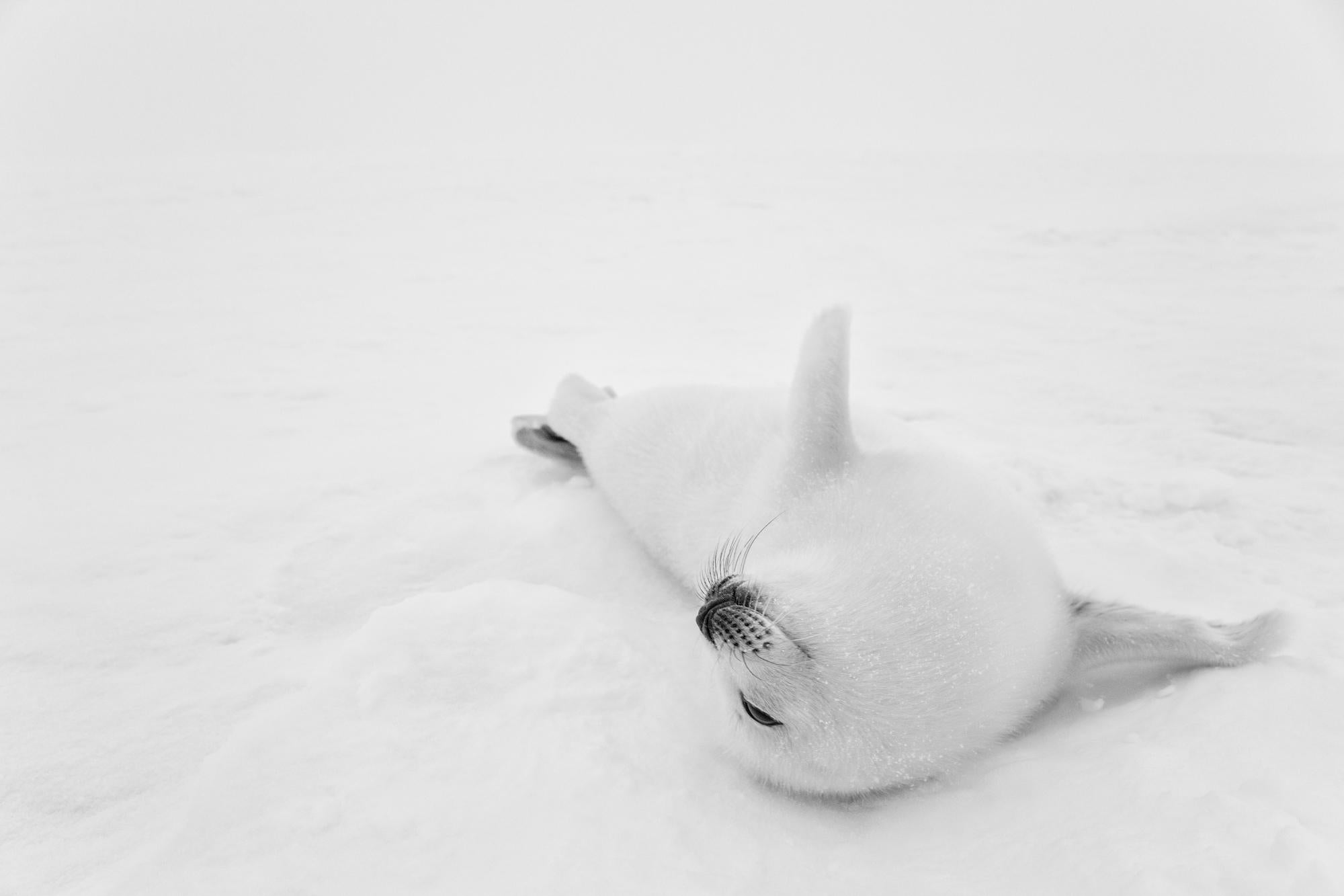 Paul Nicklen Black and White Photograph - Polar Bliss