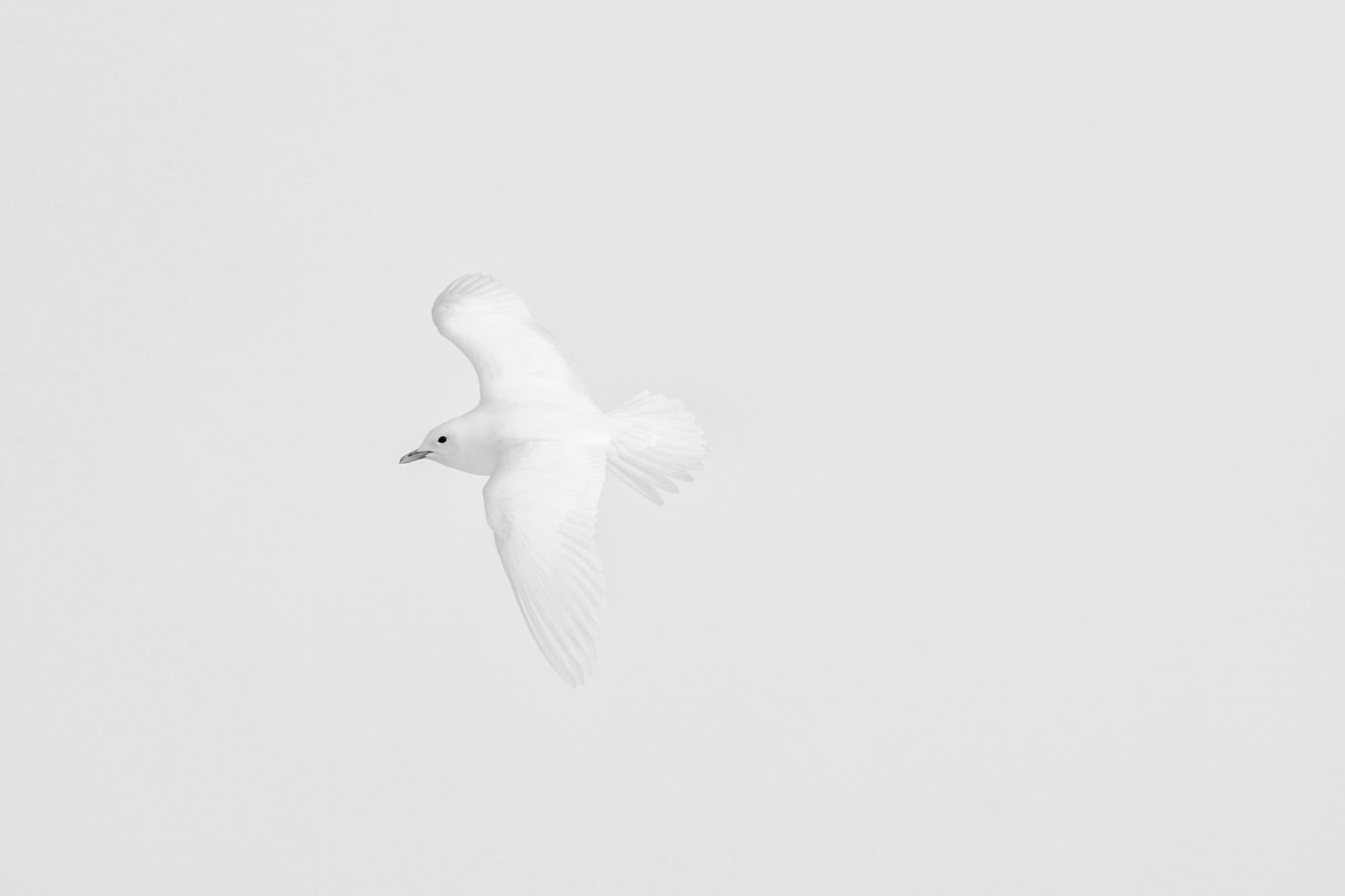 Paul Nicklen Black and White Photograph - Ivory Wings