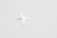 Ivory Wings, Canada by Paul Nicklen - Canadian Arctic - Gulls