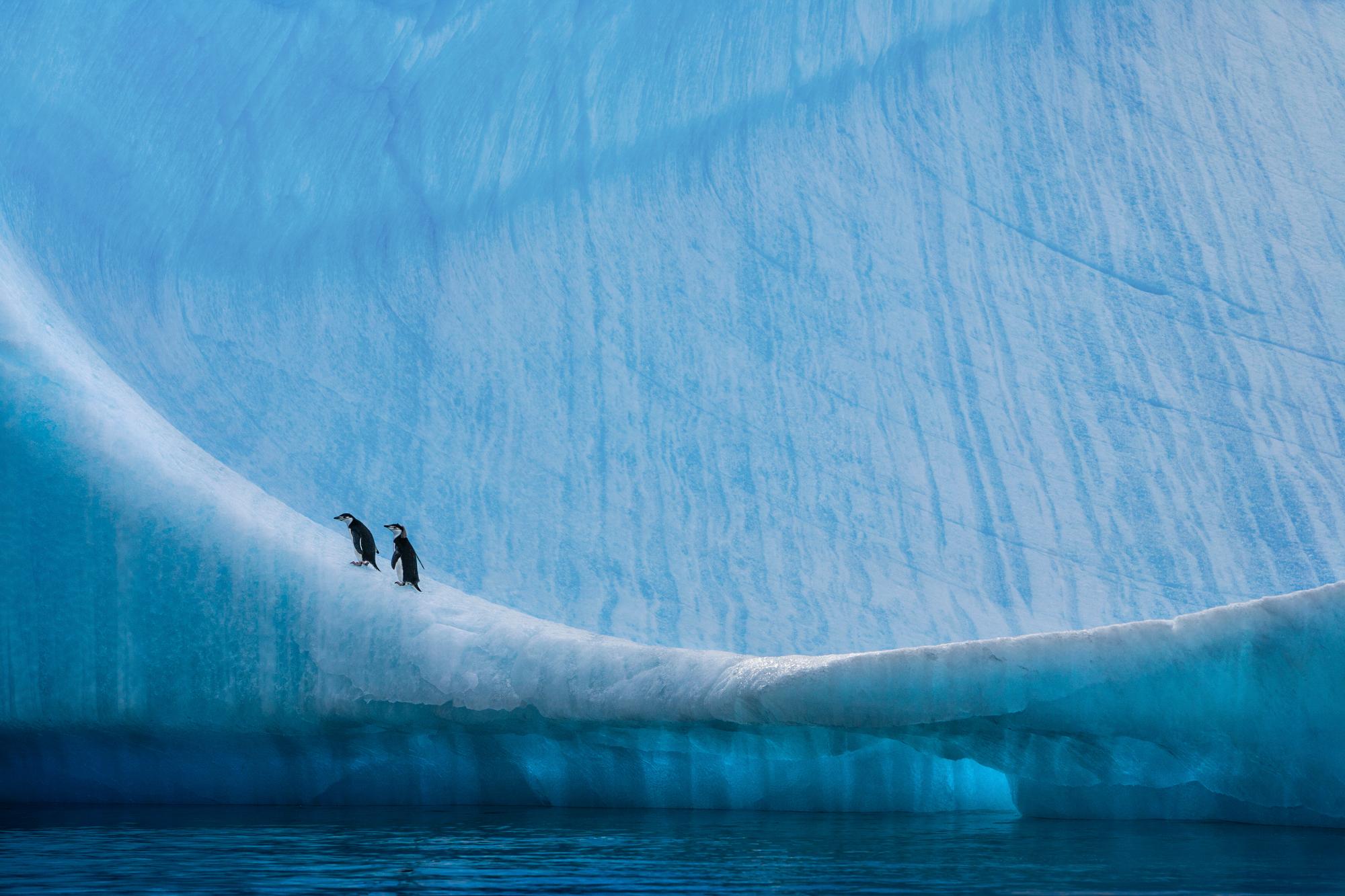 Paul Nicklen Color Photograph - Home Ice Advantage