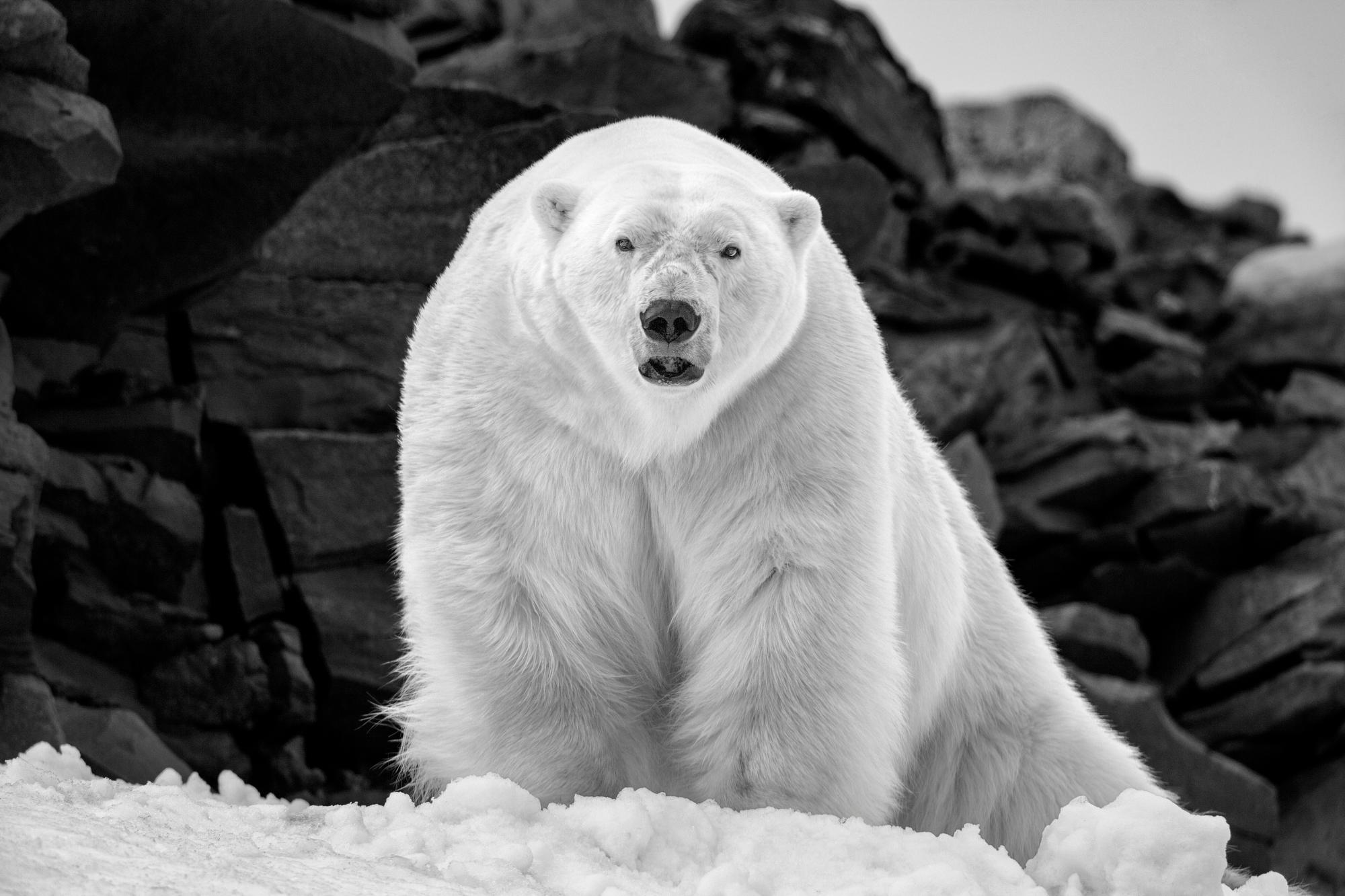 Paul Nicklen Black and White Photograph - Polar Wisdom