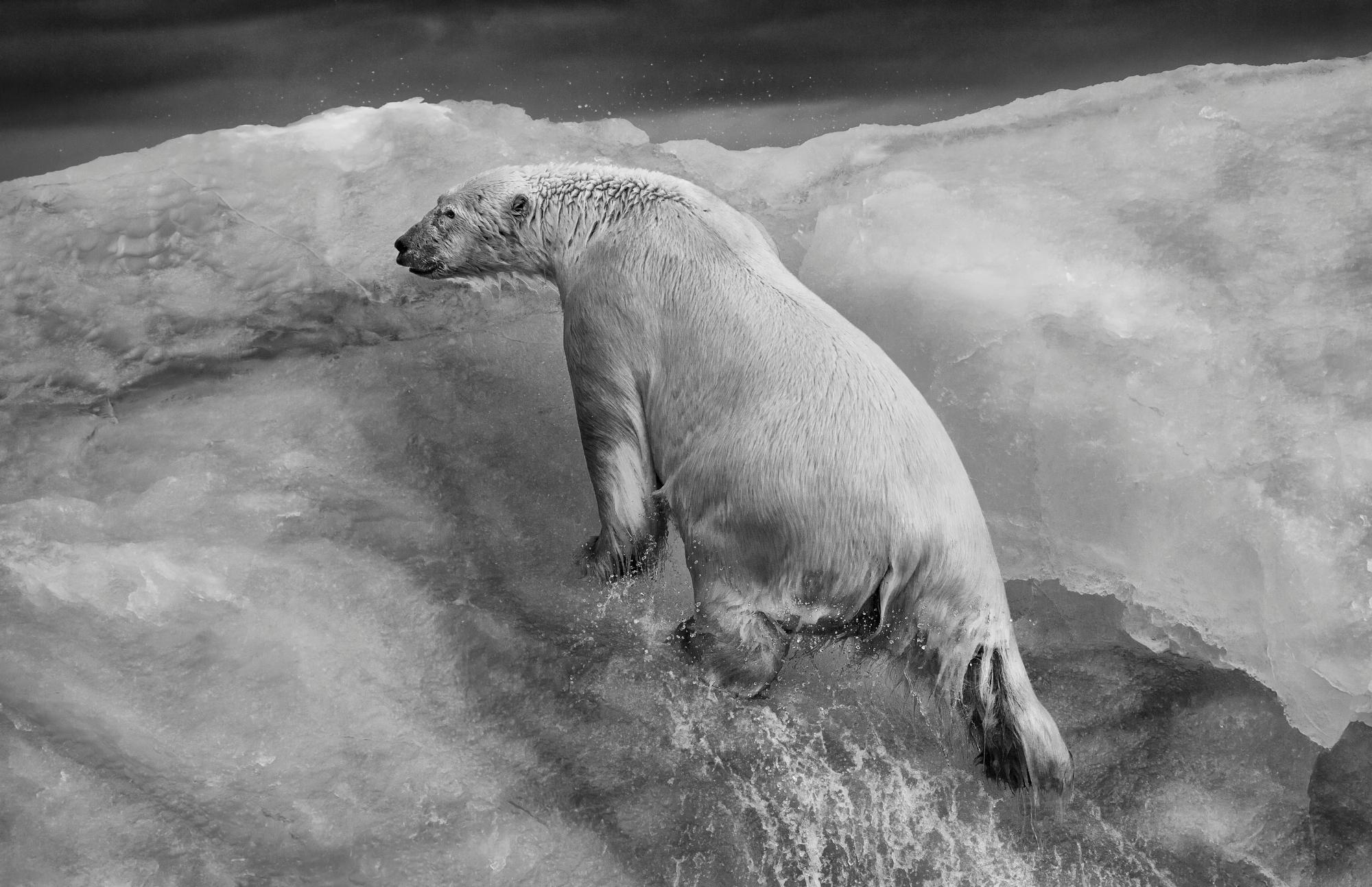 Paul Nicklen Black and White Photograph - Ice Climber