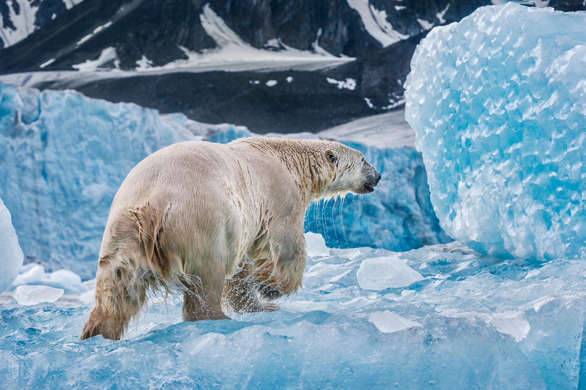 Paul Nicklen Color Photograph - On Ancient Ice