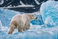 En el Hielo Antiguo, Svalbard, Noruega por Paul Nicklen - Oso Polar