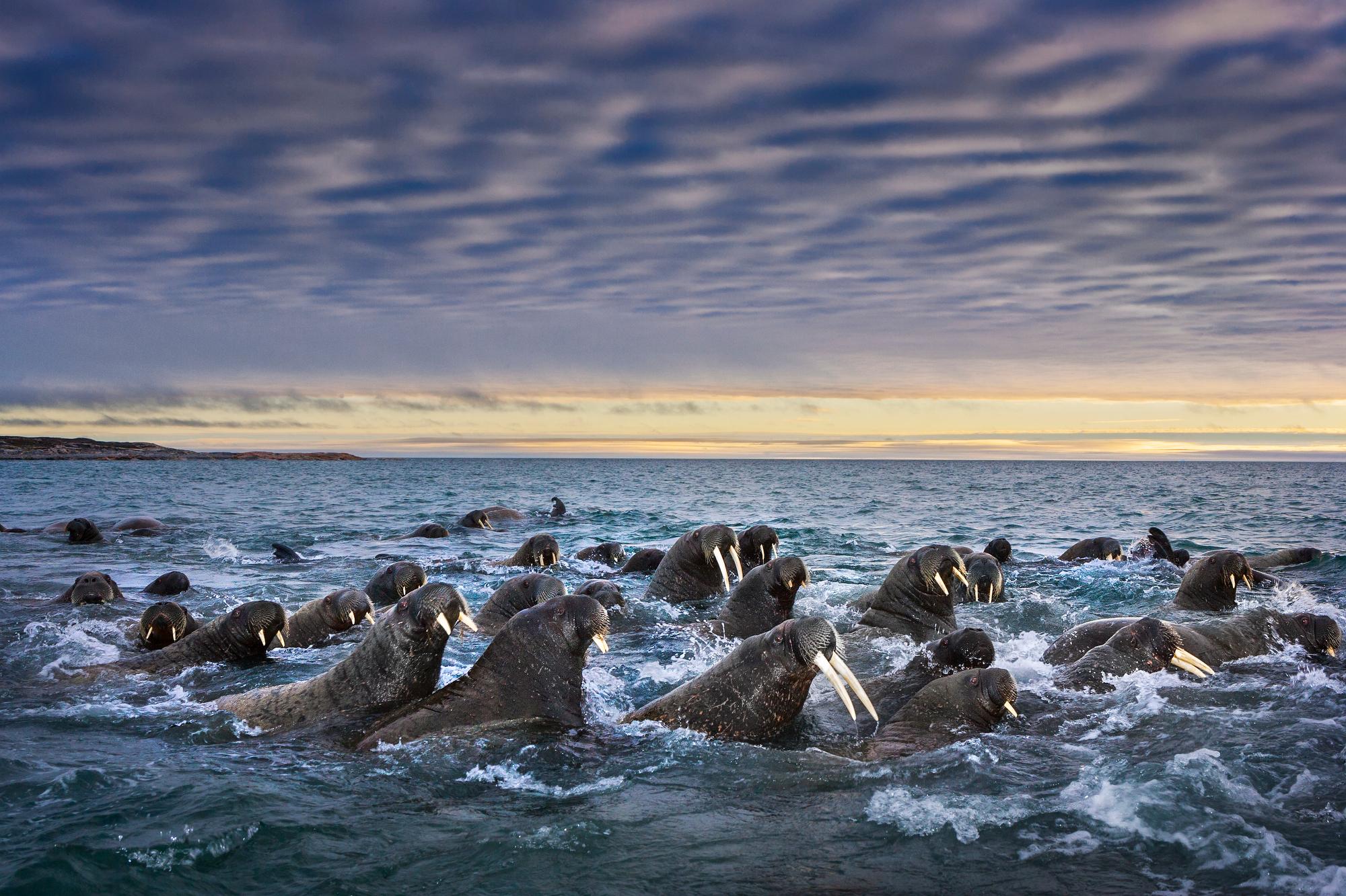 Paul Nicklen Color Photograph - Tusked Titans