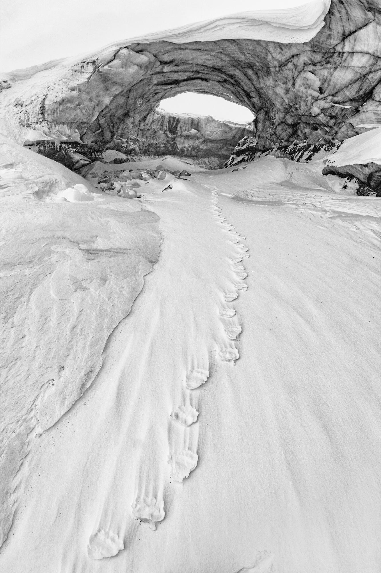 Black and White Photograph Paul Nicklen - Lair d'ours