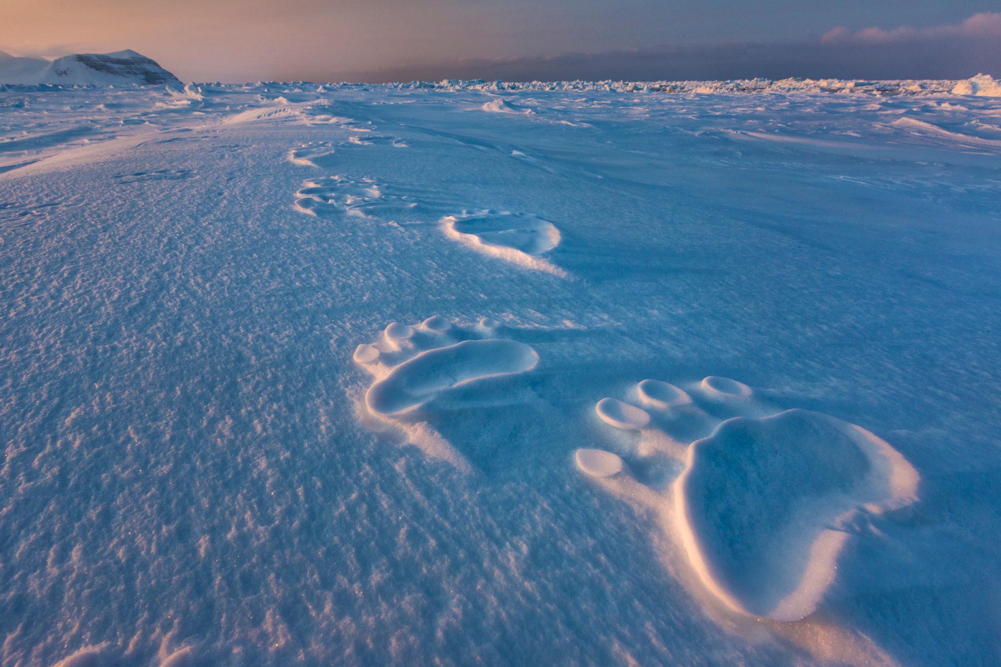 Paul Nicklen Color Photograph - Polar Impressions