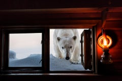 Face to Face, Norway by Paul Nicklen 