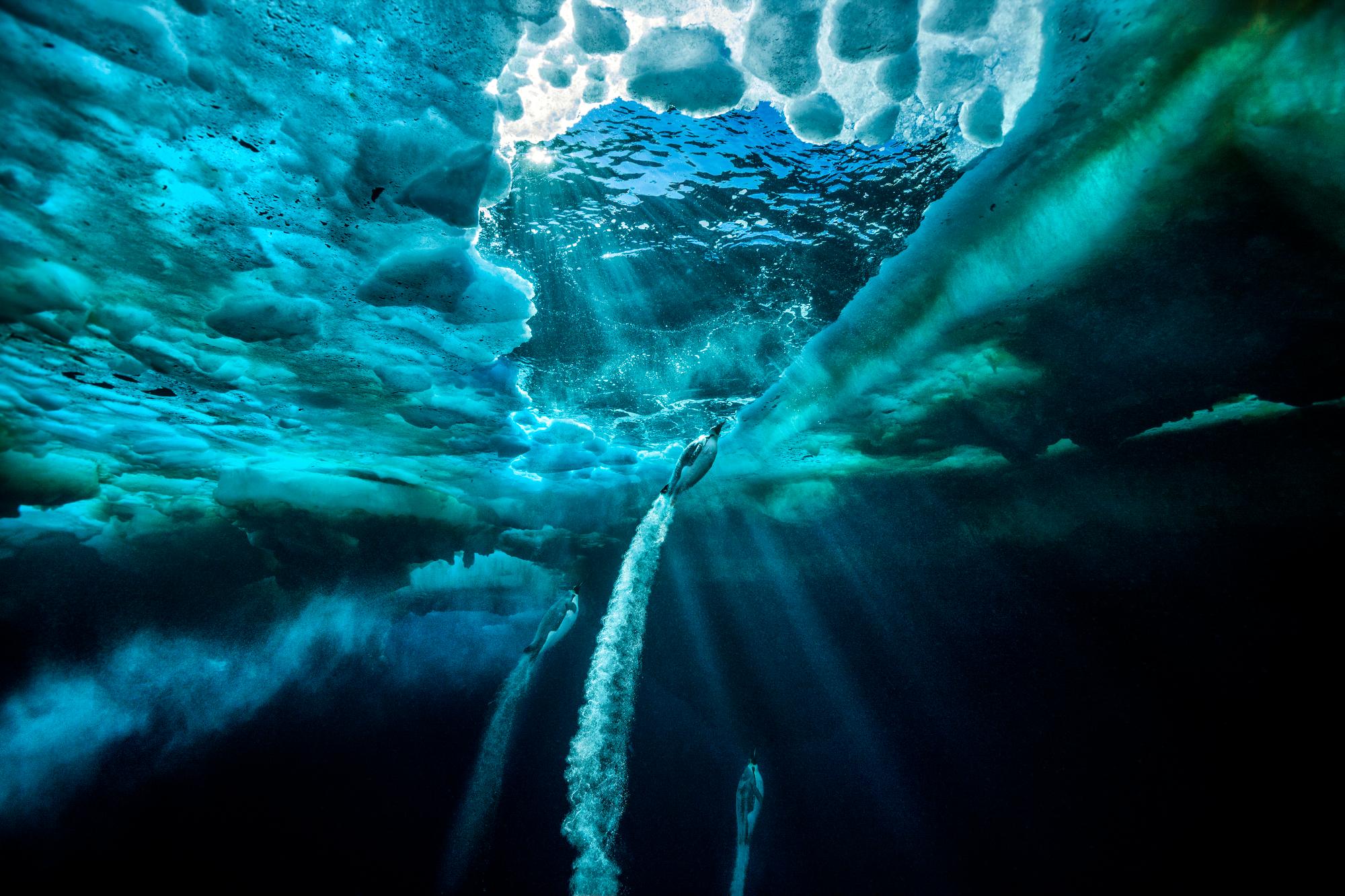 Paul Nicklen Color Photograph - Propulsion