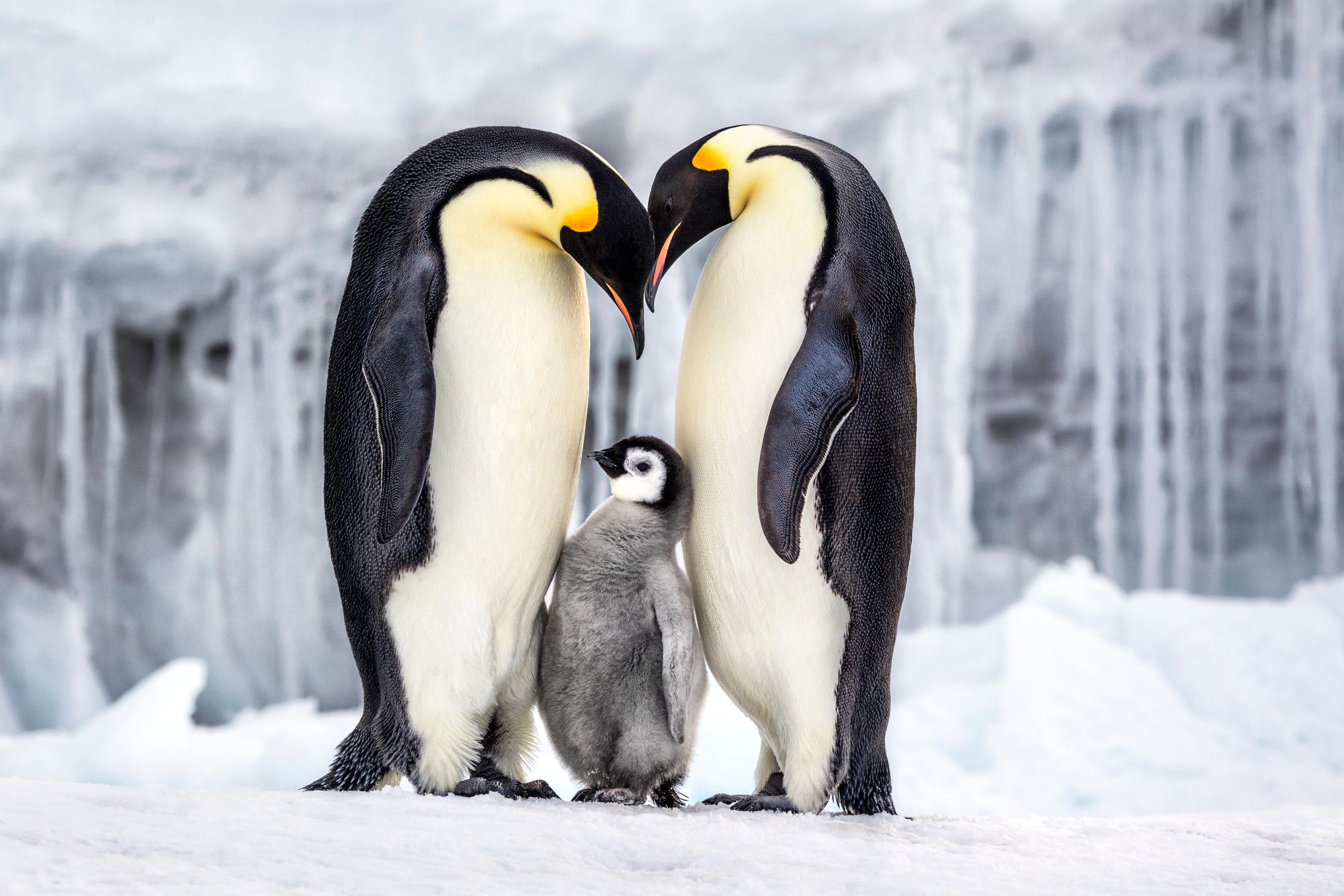 Paul Nicklen Color Photograph - Parenthood