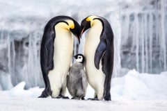 Parenthood, Antarctica by Paul Nicklen - Family - Penguins