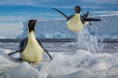 Defying Gravity, Antarctica by Marine Biologist Paul Nicklen - Penguins