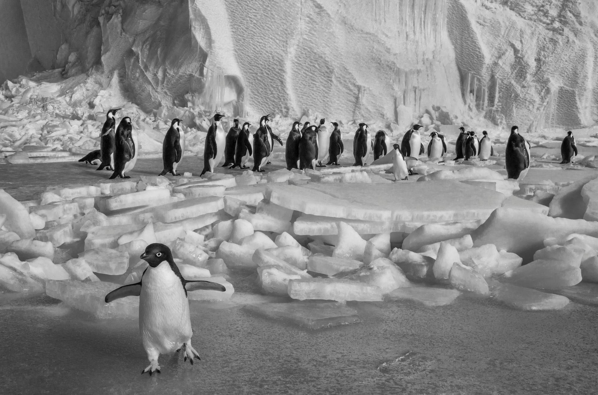 Paul Nicklen Black and White Photograph - Renegade