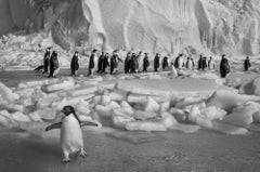 Renegade, Antarctica by Marine Biologist Paul Nicklen - Penguins