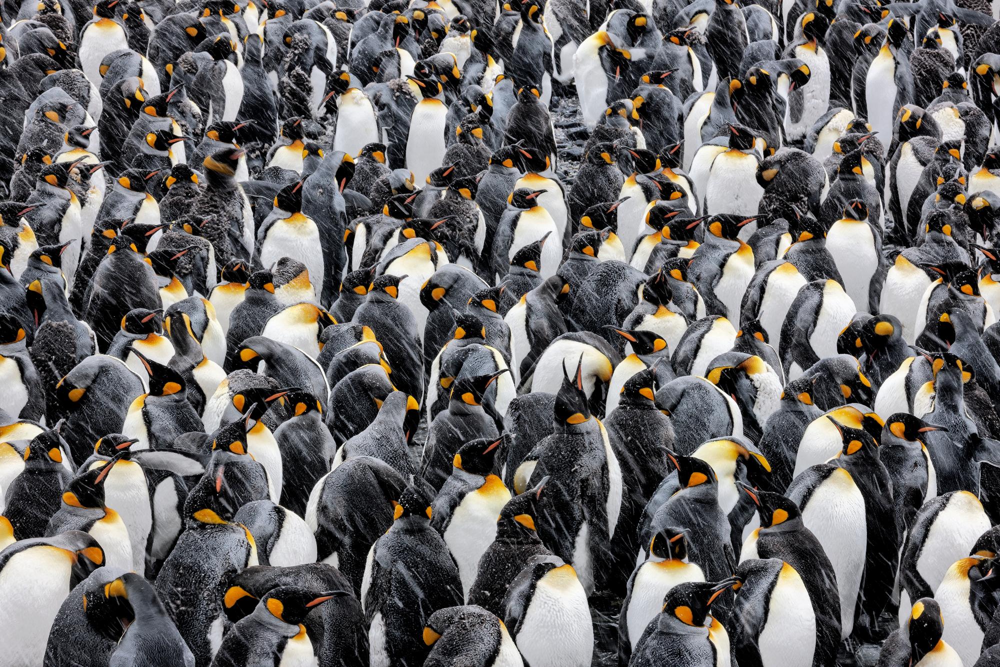Paul Nicklen Color Photograph - Kings of Antarctica