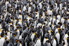Kings of Antarctica by Marine Biologist Paul Nicklen