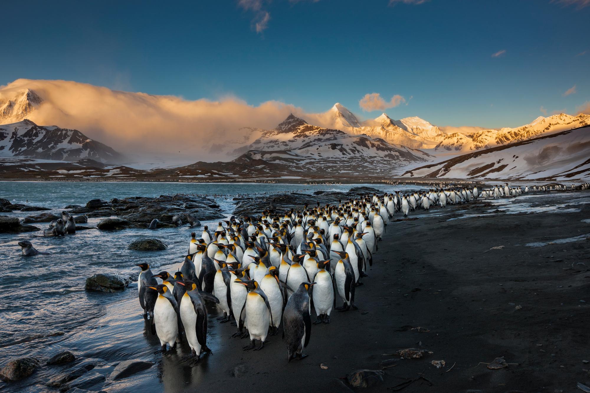 Paul Nicklen Color Photograph - Morning Kings