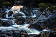 El juego de la espera, Canadá, de Paul Nicklen