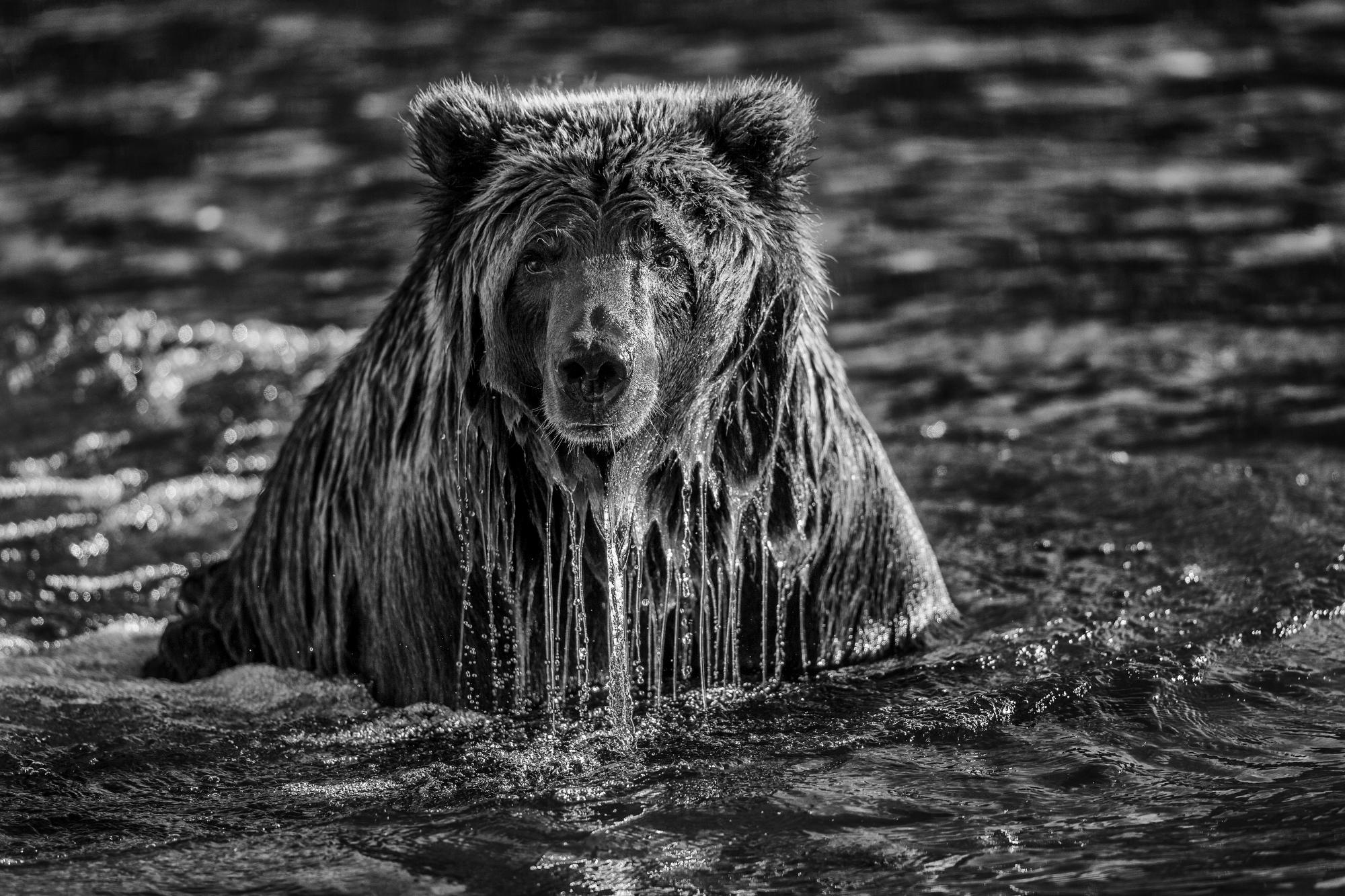 Paul Nicklen Black and White Photograph - Majesty Surfacing