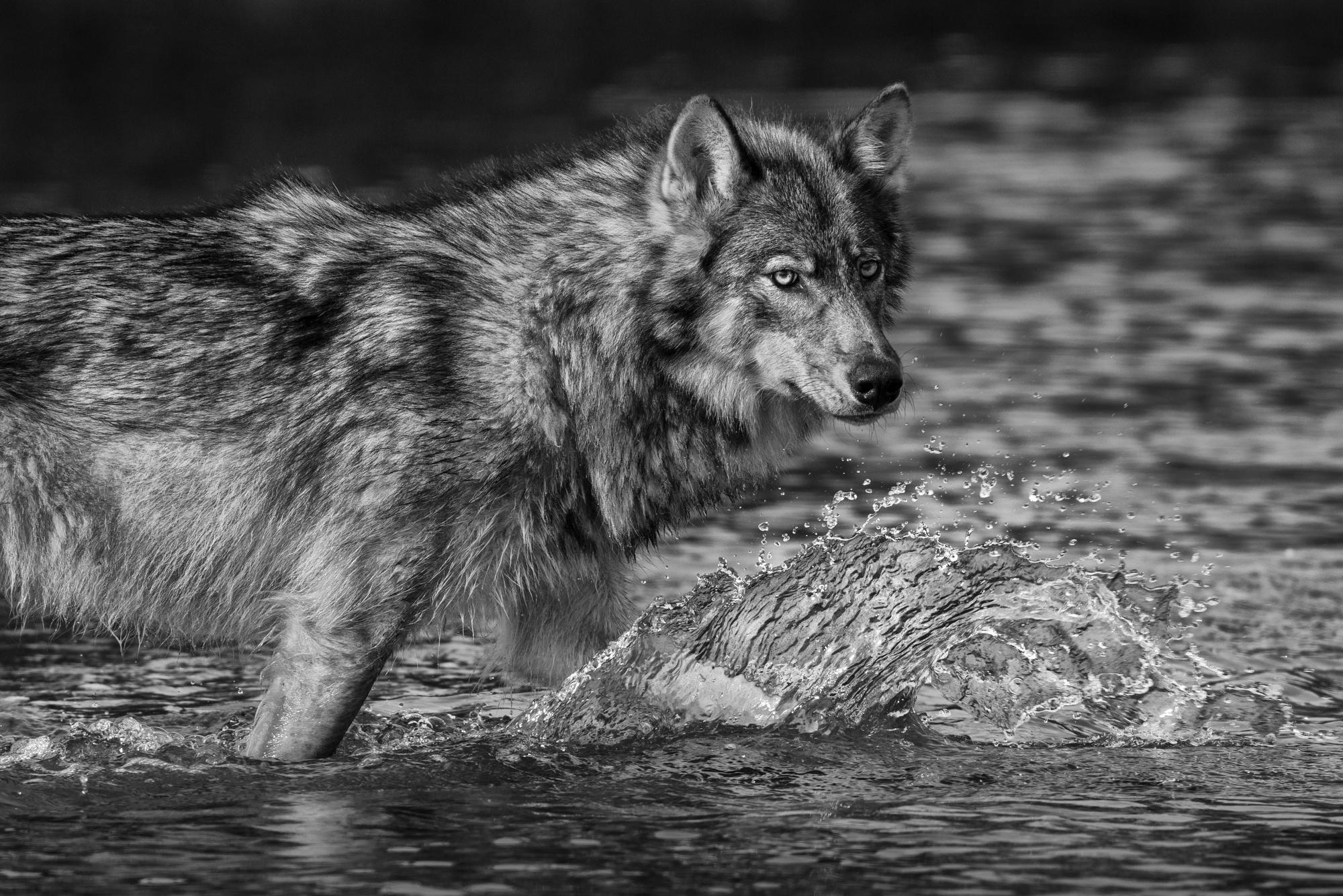 Paul Nicklen Black and White Photograph - Sea Wolf of the Great Bear