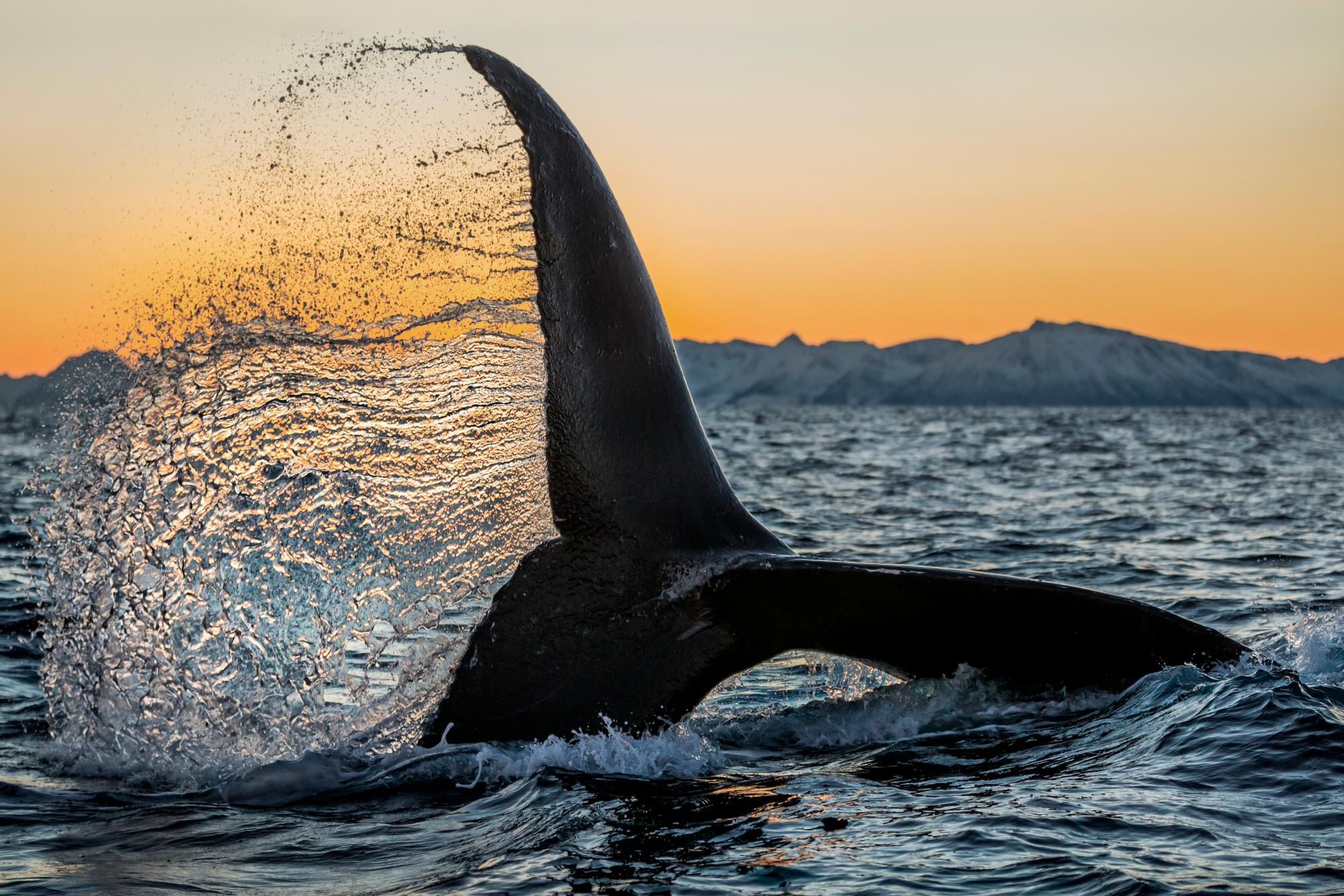 Ataque impresionante
Andfjorden, Noruega, 2014.

24 x 36 in / 61 x 91,4 cm / Edición de 20 - $3.500
31 x 46,5 in / 78,7 x 118,1 cm / Edición de 15
40 × 60 in / 101,6 x 152,4 cm / Edición de 10

"Una ballena jorobada lanza una hermosa lámina de agua