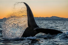 Stunning Attack, Norway by Paul Nicklen 