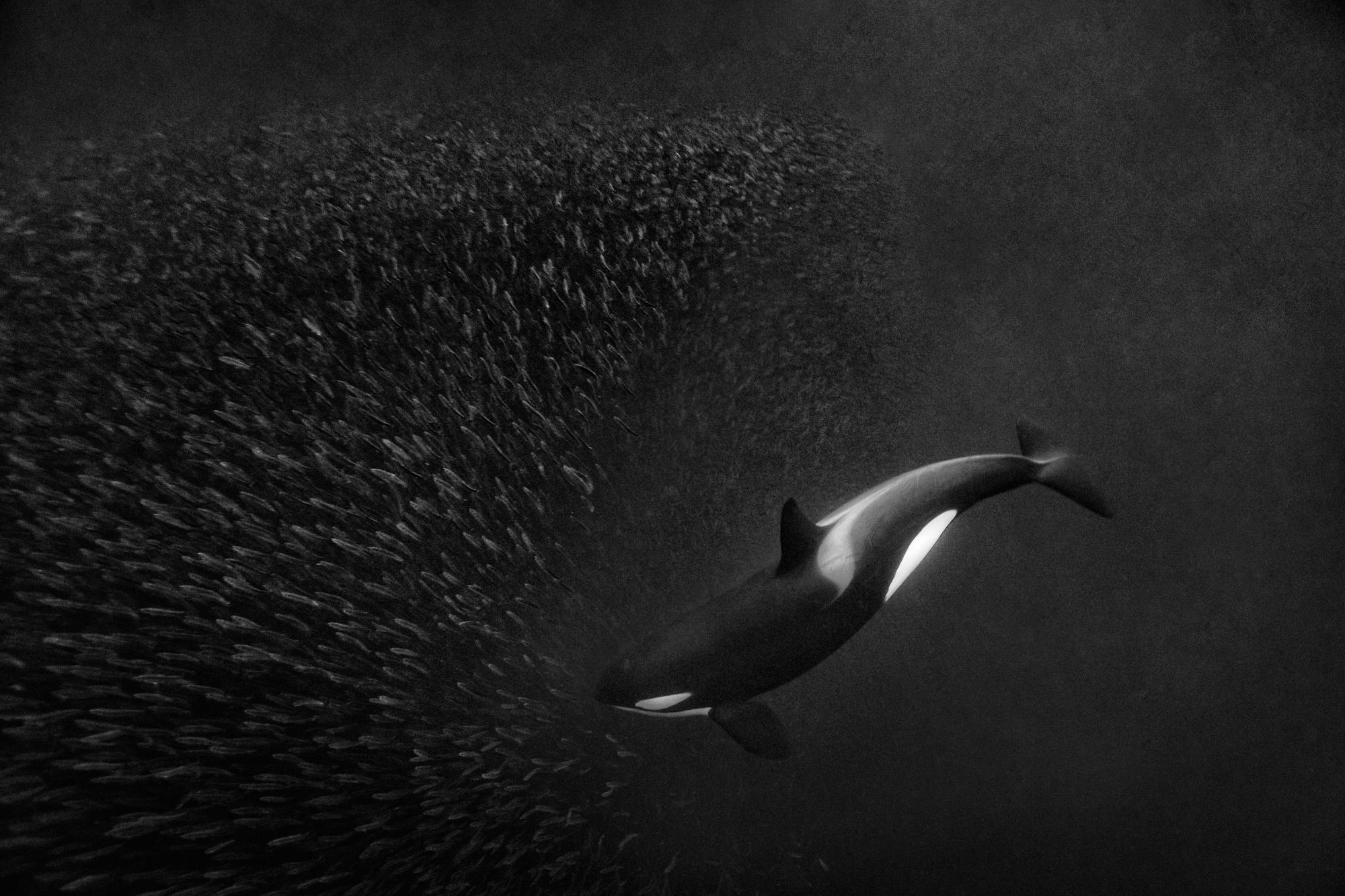 Paul Nicklen Black and White Photograph - Orca Ballet