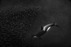 Orca Ballet, Norway by Paul Nicklen