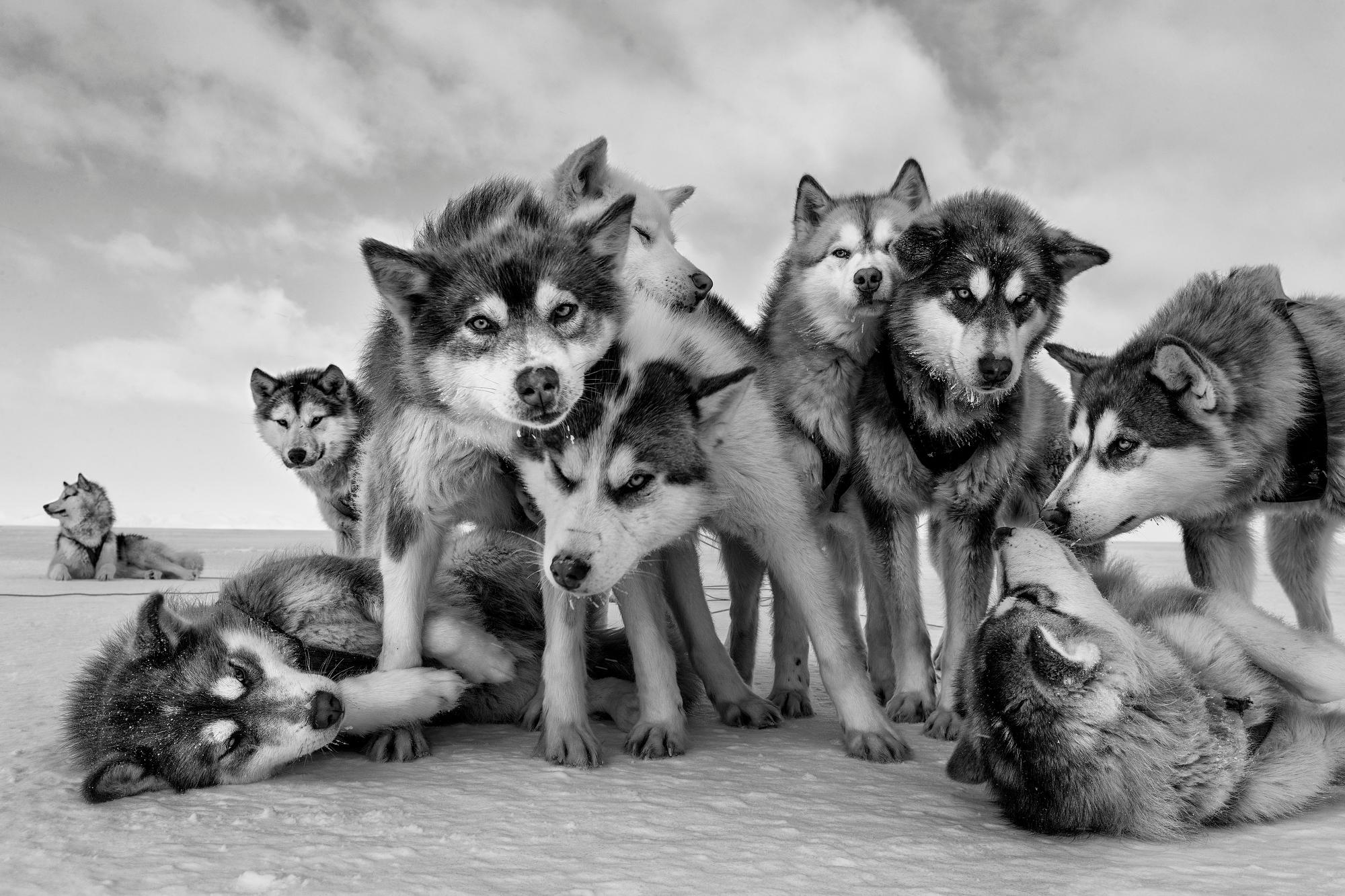 Paul Nicklen Black and White Photograph - Husky Huddle