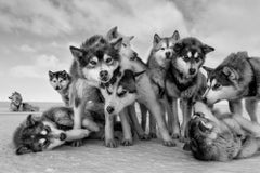 Husky Huddle, Greenland by Paul Nicklen 