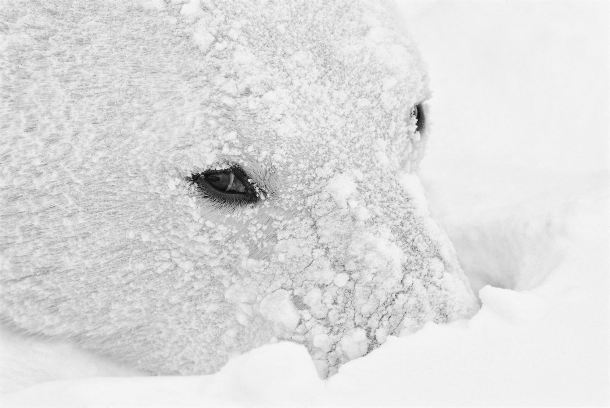 Paul Nicklen Black and White Photograph - Icy Stare