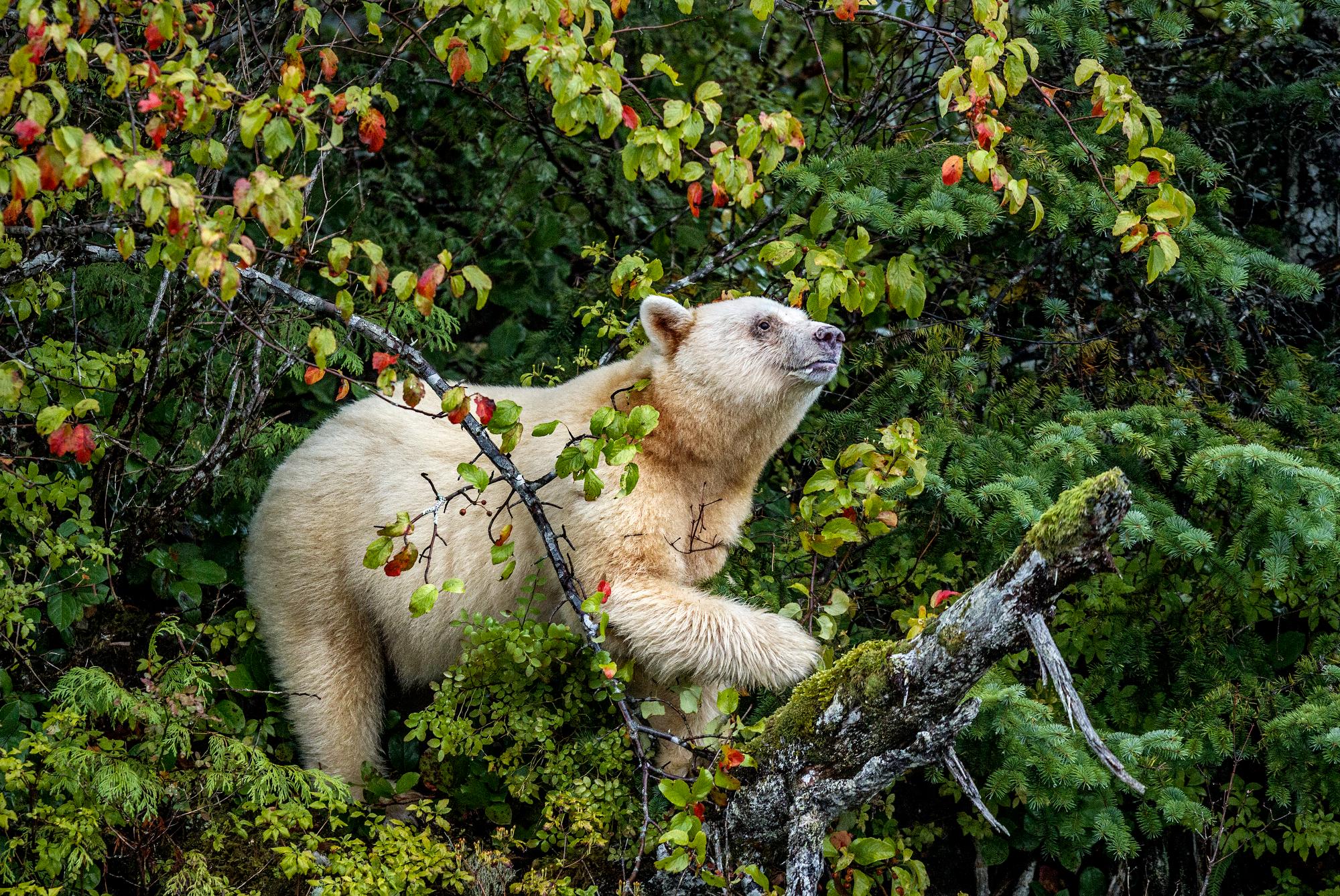 Paul Nicklen Color Photograph - Spirit of the Rainforest