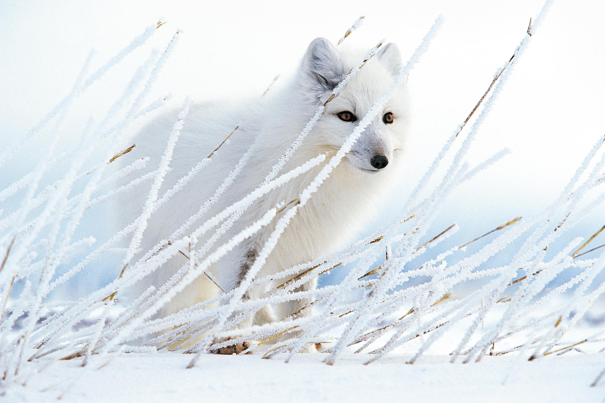 Arctic Ghost
Nunavut, Canada, 1997.

24 x 36 in / 61 x 91.4 cm / Edition of 20 - $3,500
31 x 46.5 in / 78.7 x 118.1 cm / Edition of 15
40 × 60 in / 101.6 x 152.4 cm / Edition of 10

"Wearing its beautiful winter coat, an Arctic fox stalks its prey.