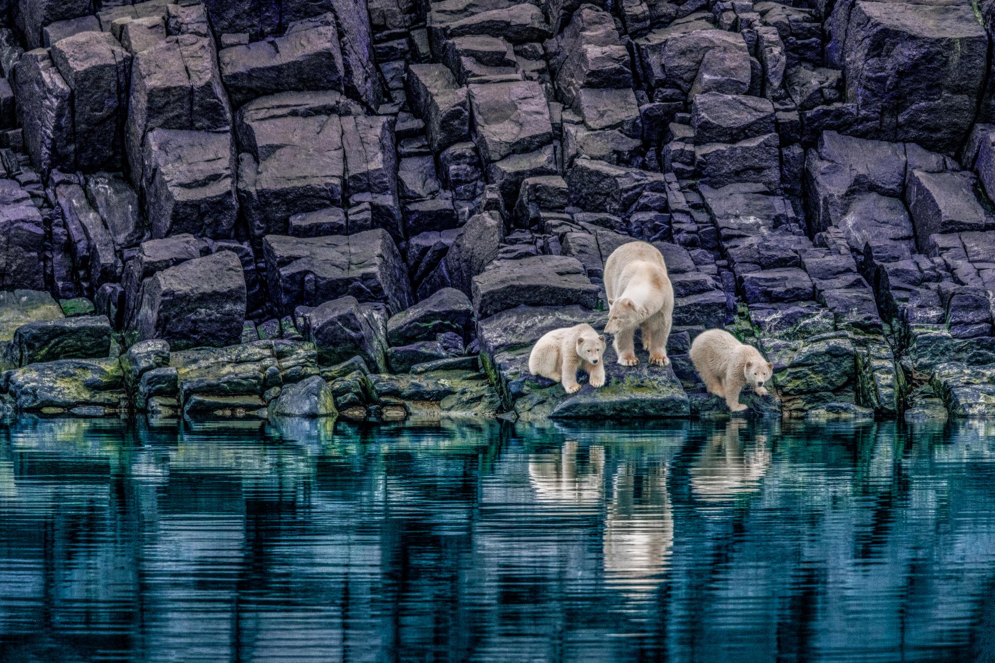 Paul Nicklen Color Photograph - The Long Summer