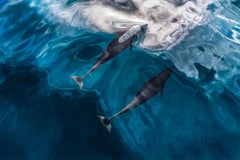 Pacific Dance, Canada by Paul Nicklen