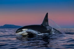 Dawn Patrol, Norway by Paul Nicklen