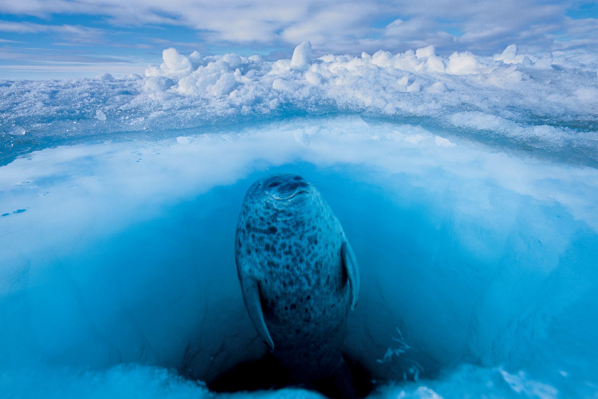 Paul Nicklen Color Photograph - Nature's Window