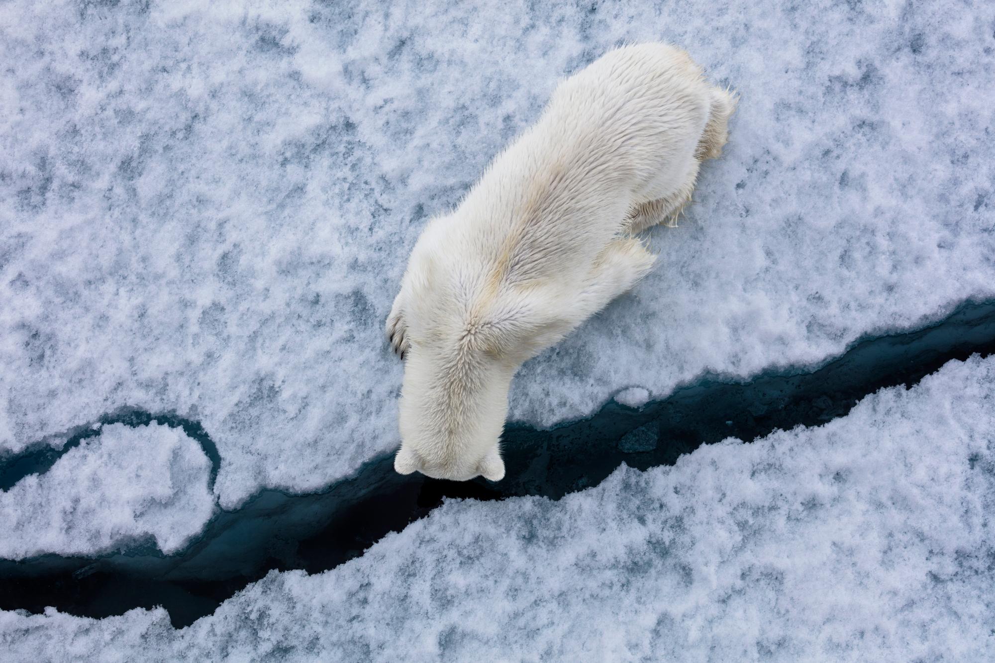Ungekartetes
Franz Josef Land, Russland, 2017.

24 x 36 cm / 61 x 91,4 cm / Auflage: 20
31 x 46,5 in / 78,7 x 118,1 cm / Auflage: 15
40 × 60 in / 101,6 x 152,4 cm / Auflage: 10
60 × 90 in / 152,4 × 228,6 cm / Auflage: 7

Paul Nicklen's