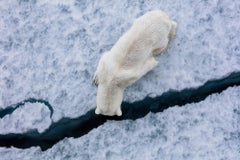 Uncharted, Russia by Paul Nicklen - Polar Bear
