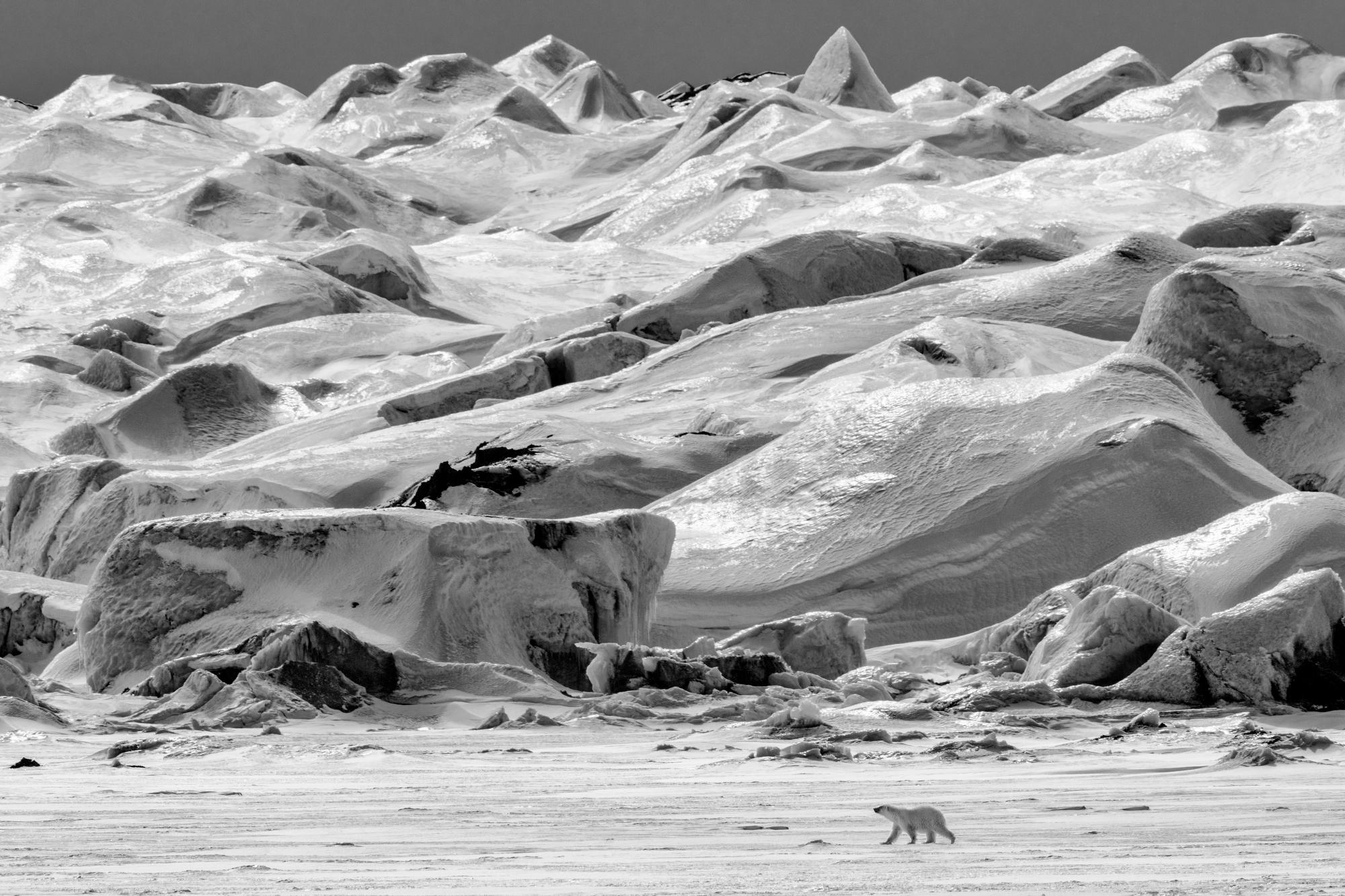Paul Nicklen Black and White Photograph - Polar Vista