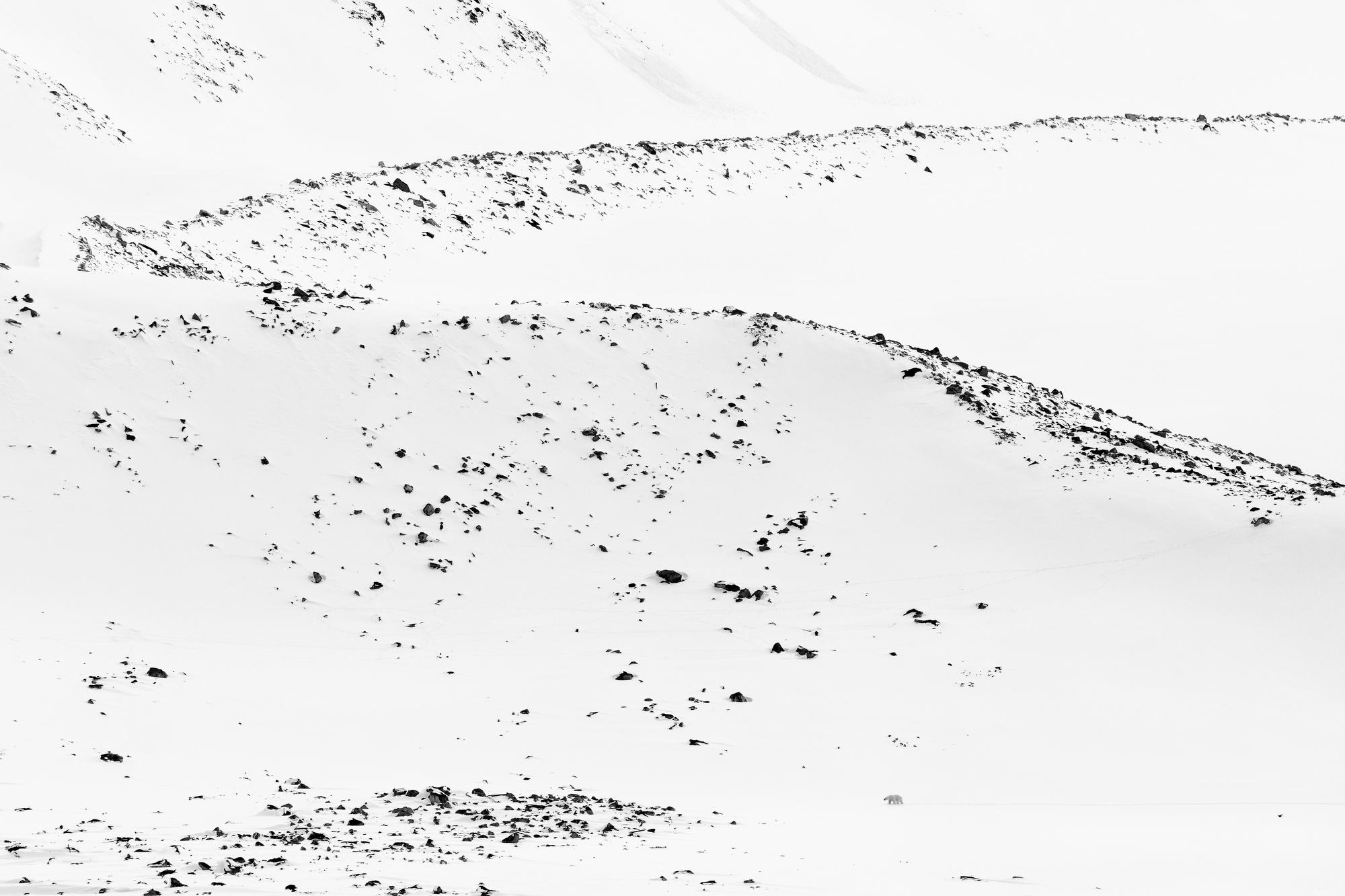 Paul Nicklen Landscape Photograph - Lost in White
