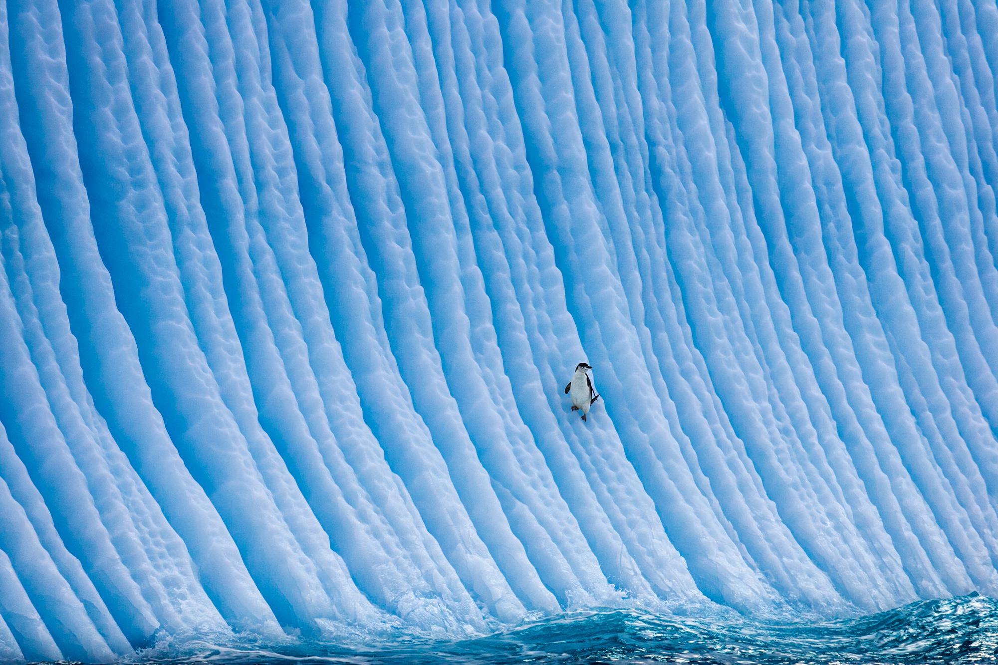 Paul Nicklen Color Photograph - Higher Ground