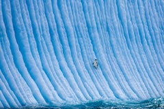 Higher Ground by Paul Nicklen - Penguin